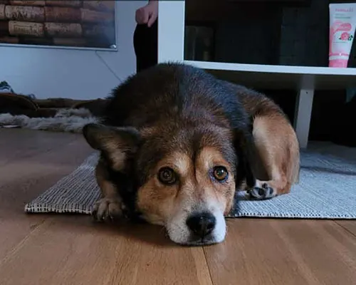 Hannes ist ein achtjähriger, kastrierter Hundemann und kommt aus Rumänien. Er ist gechippt und geimpft...