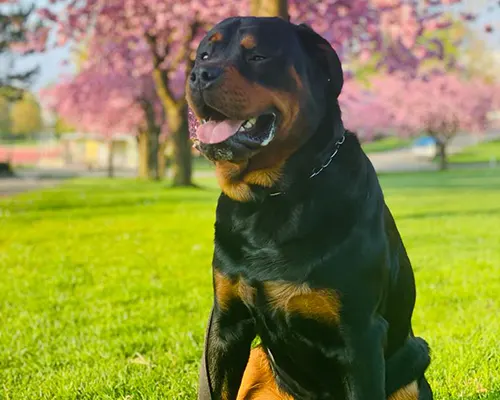 Hallo da draußen! Mein Name ist Logan. Ich bin 4 Jahre jung und ein gestandene netter Rottweiler.